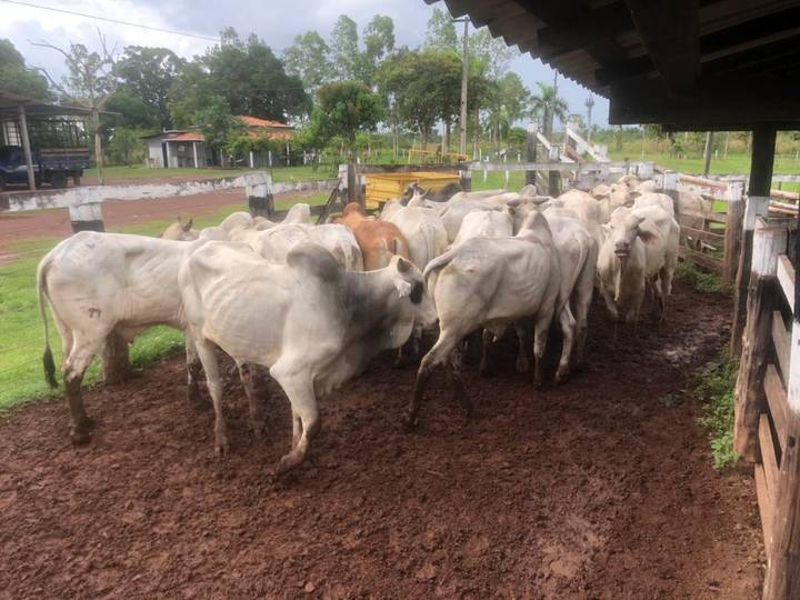Foto do lote de bois no curral